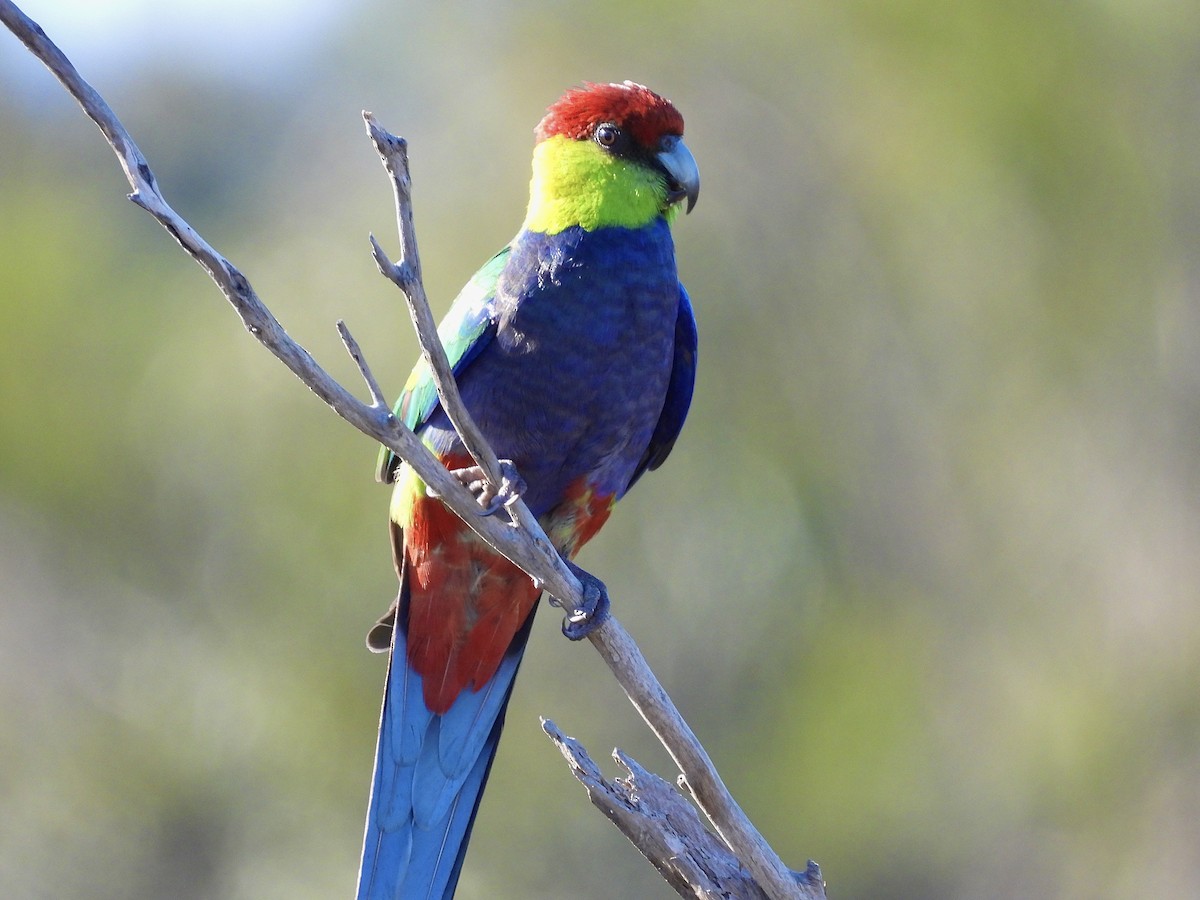 Red-capped Parrot - ML644497654