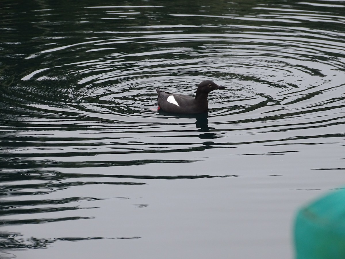 Guillemot colombin - ML644497656