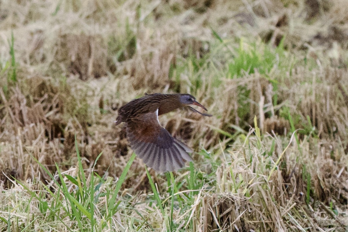 eBird Checklist - 1 Nov 2025 - Katy Prairie Conserv.--Nelson Farms E ...