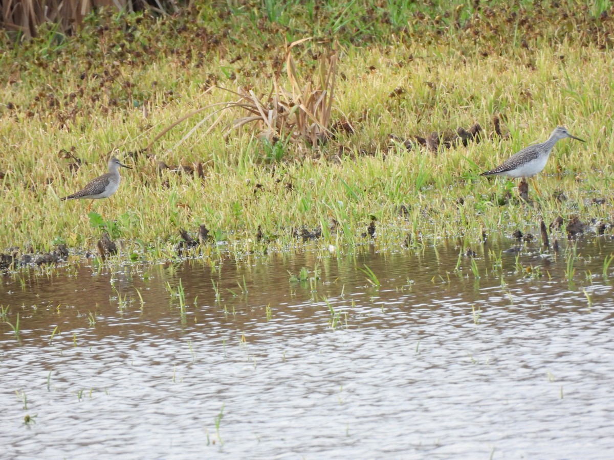 Greater Yellowlegs - ML644497662