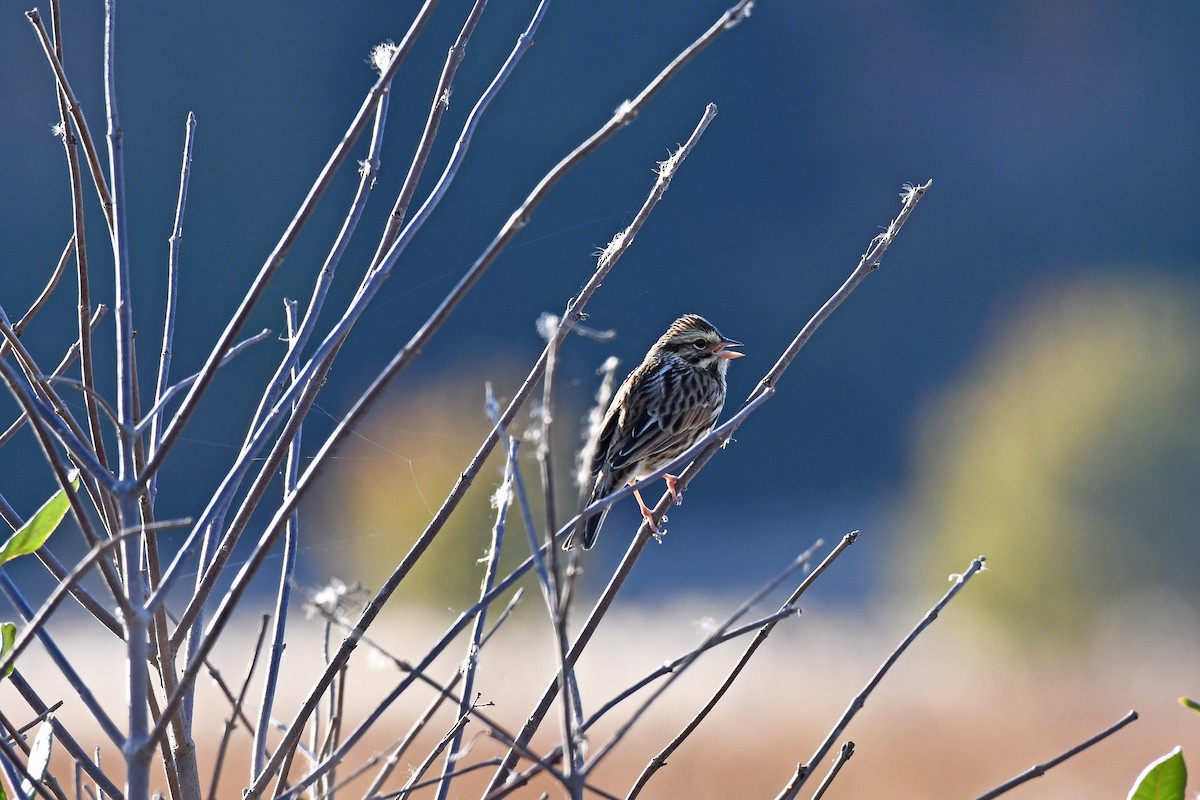 Savannah Sparrow - ML644497666