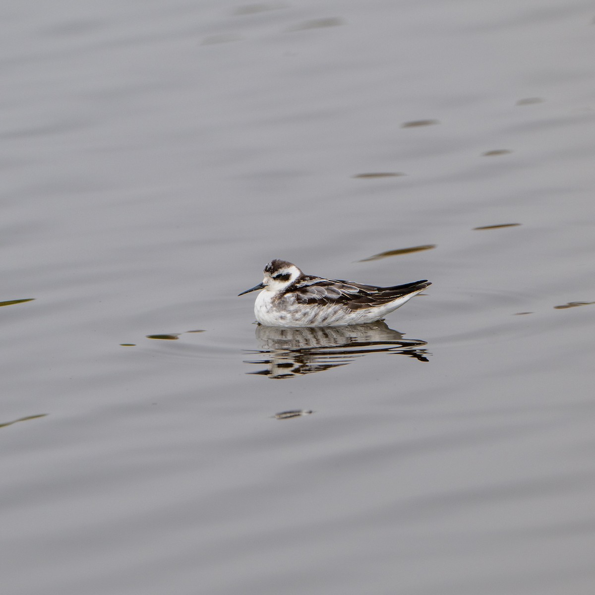Red-necked Phalarope - ML644497674