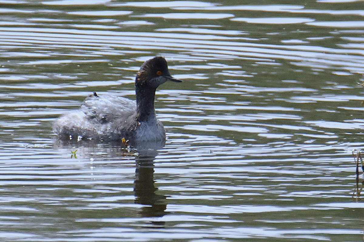 Eared Grebe - ML644497685