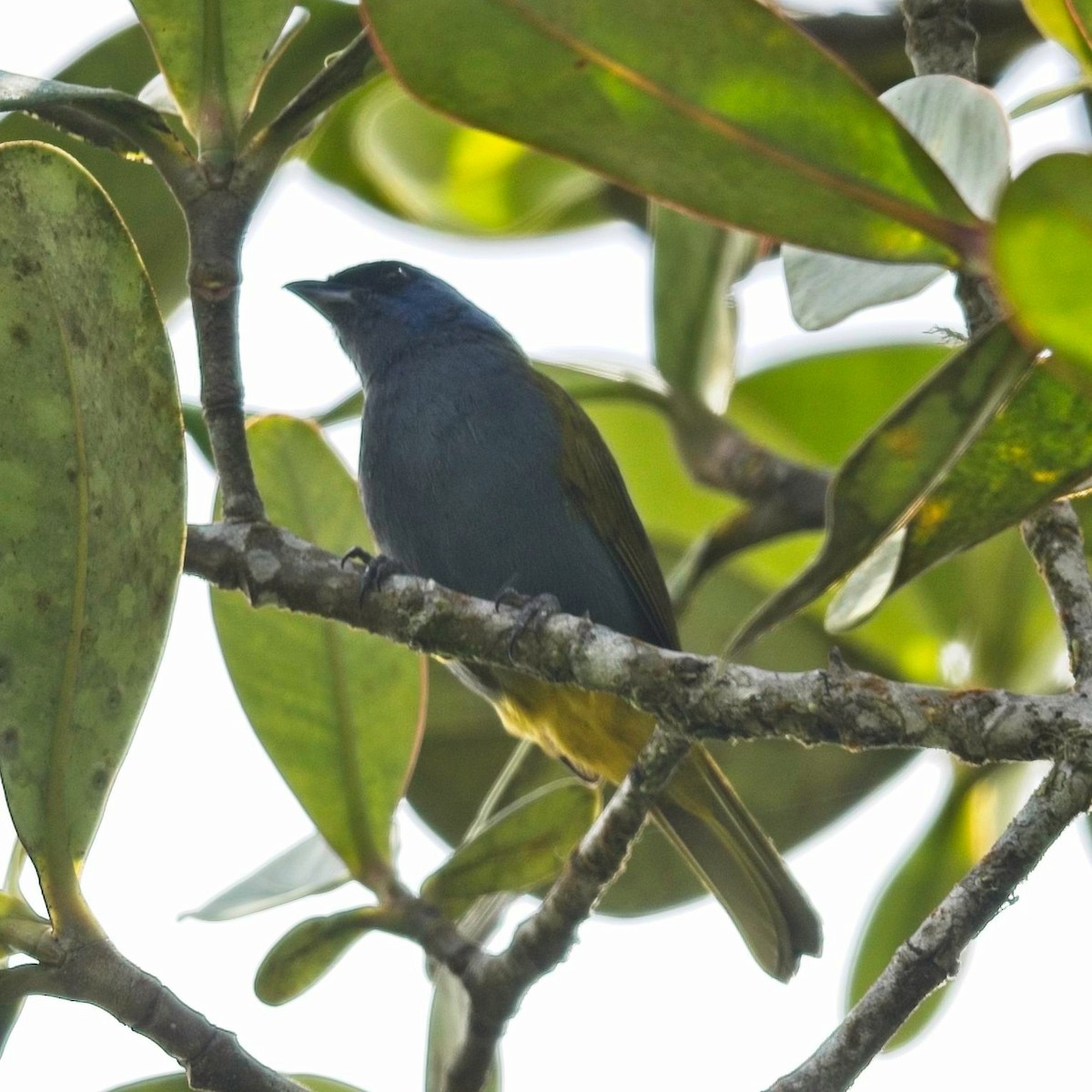 Blue-capped Tanager - ML644497689
