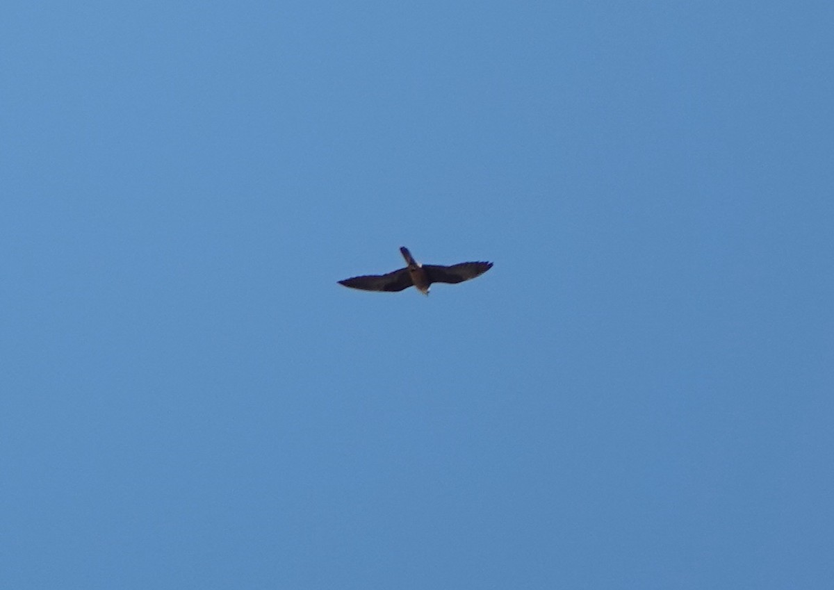 Eleonora's Falcon - ML644497692