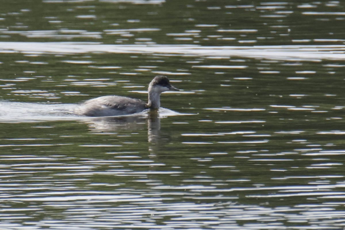Eared Grebe - ML644497700