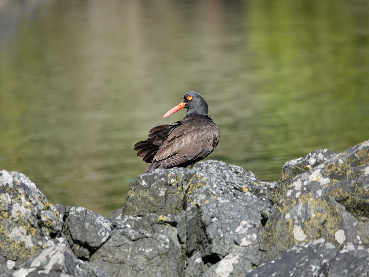 Huîtrier de Bachman - ML644497707