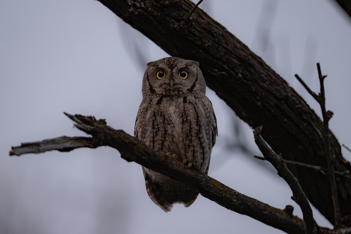 Petit-duc maculé - ML644497718