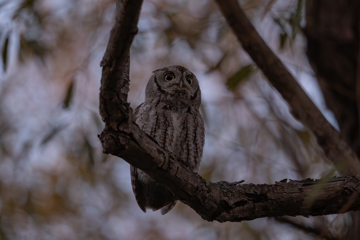 Petit-duc maculé - ML644497721