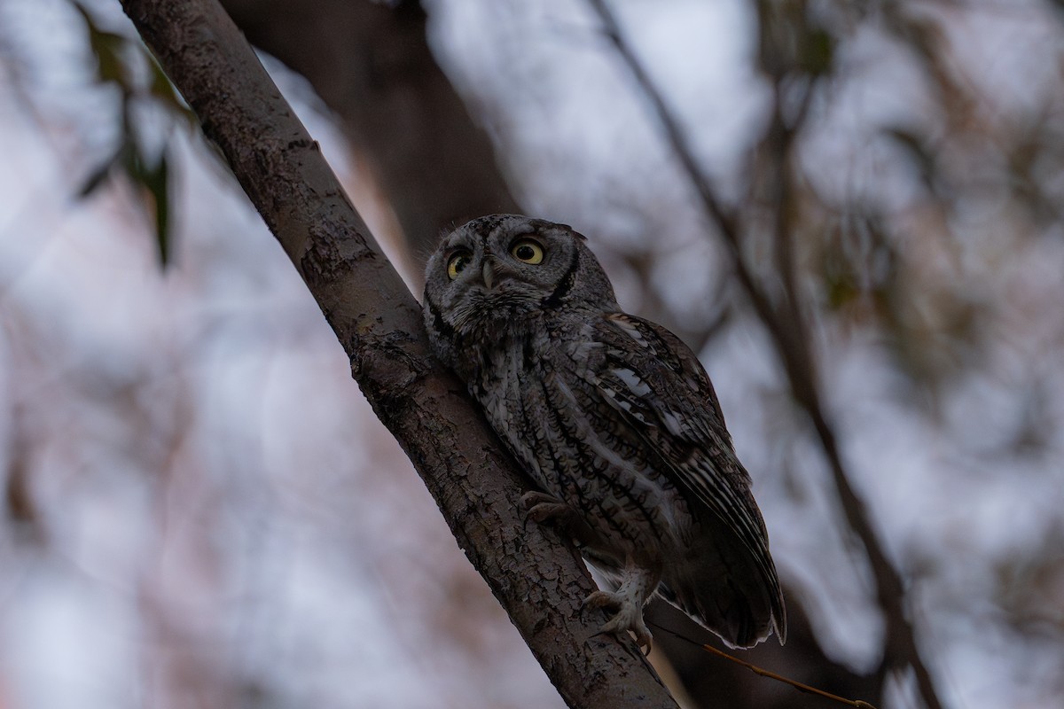 Petit-duc maculé - ML644497726