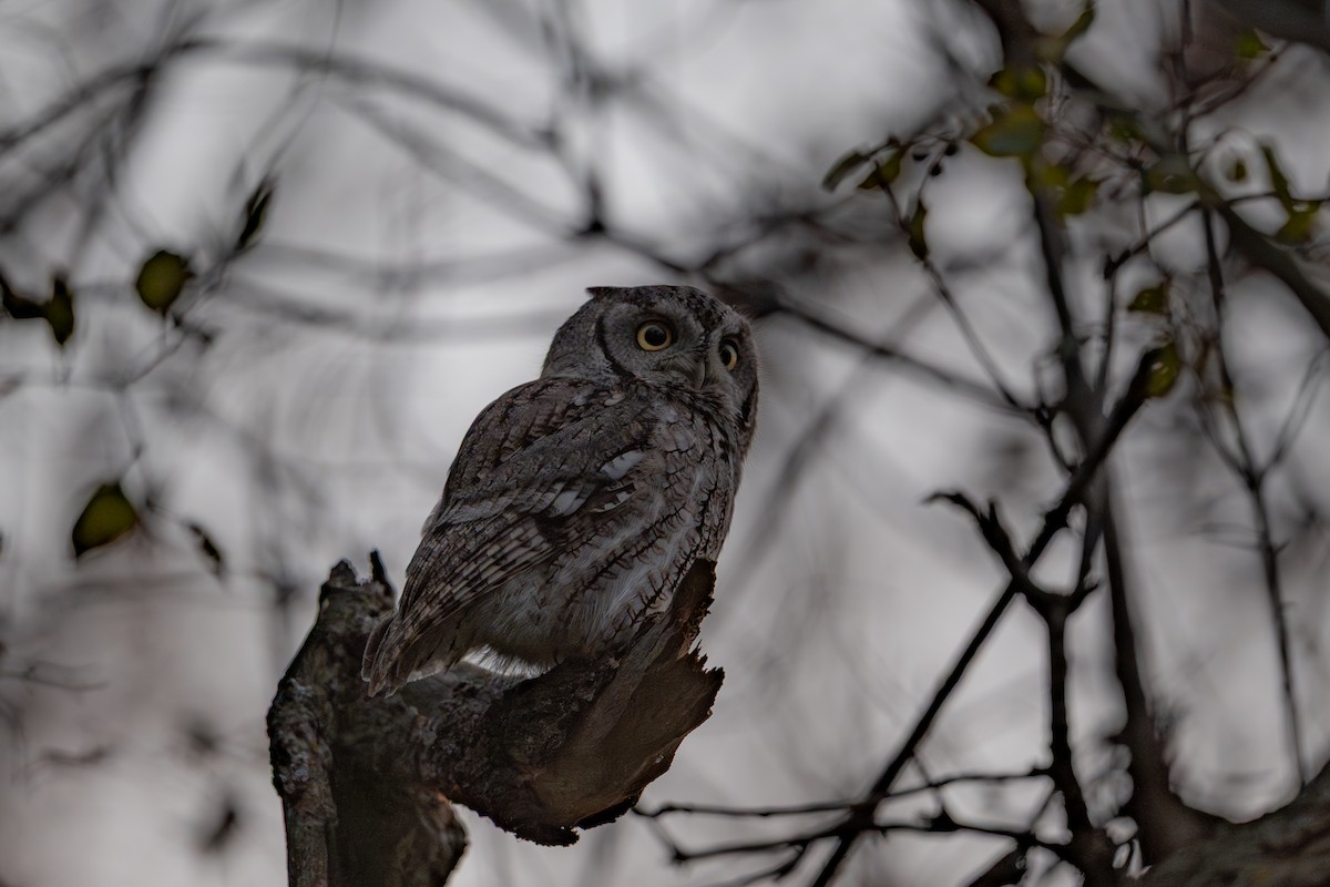 Petit-duc maculé - ML644497728