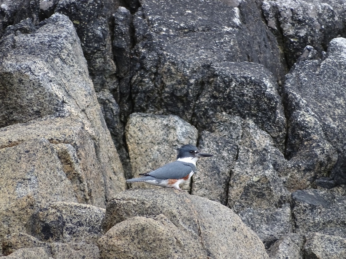 Martin-pêcheur d'Amérique - ML644497731
