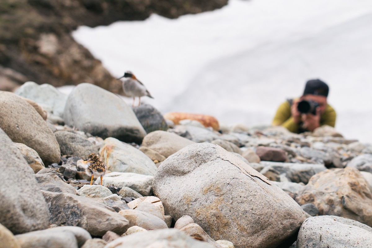 štěrkovníček andský - ML644497732