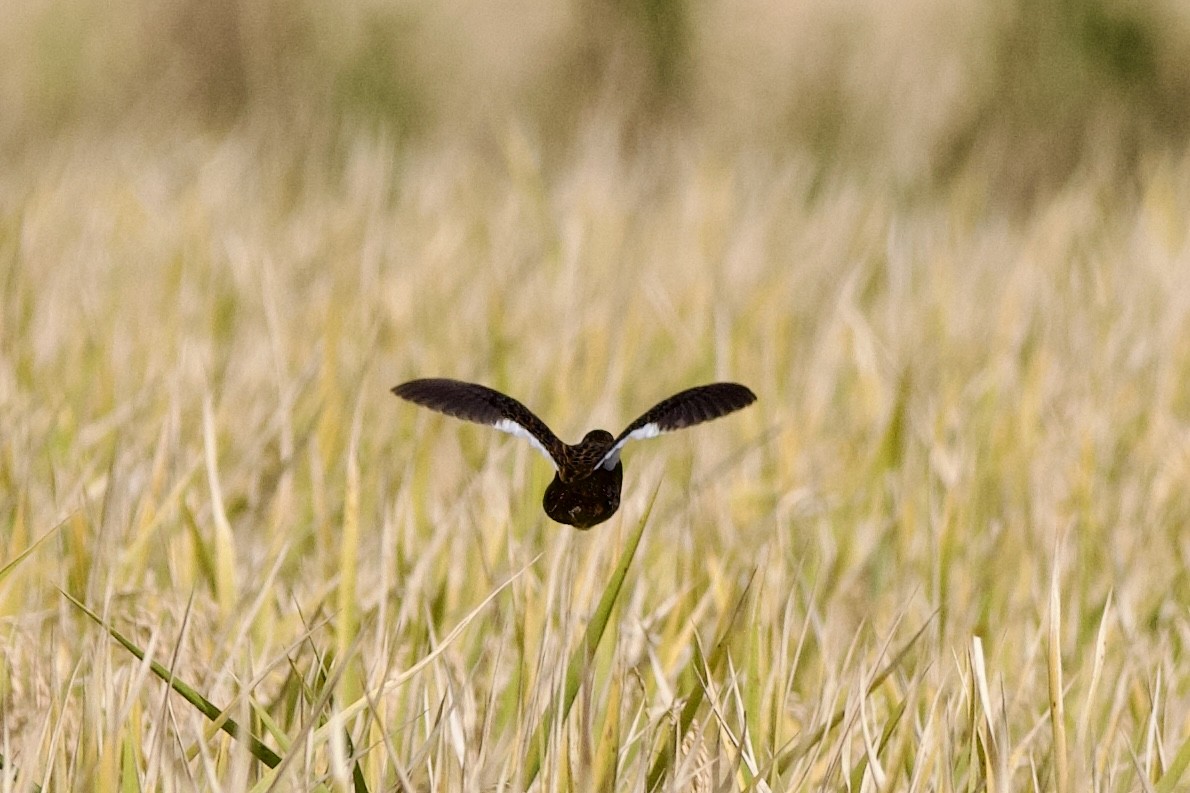 アメリカシマクイナ - ML644497741