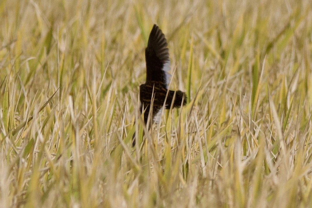 アメリカシマクイナ - ML644497742