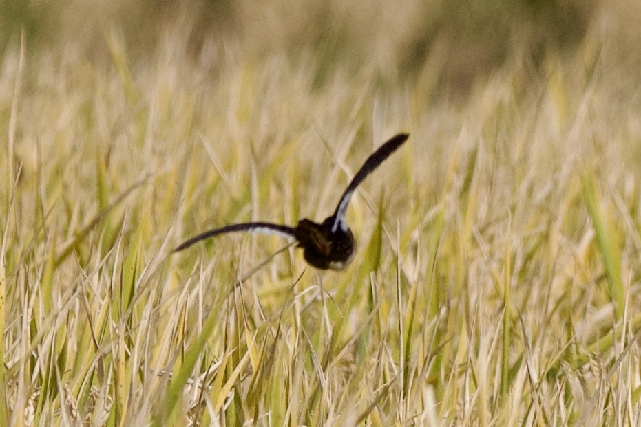 アメリカシマクイナ - ML644497743