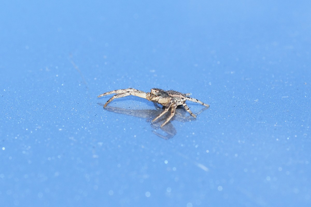 Arañas, alacranes, ácaros y parientes - ML644497745