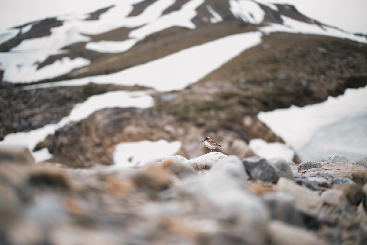 štěrkovníček andský - ML644497750