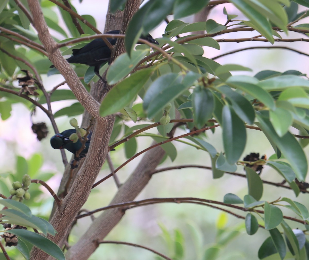 Malay Sığırcığı - ML644497754