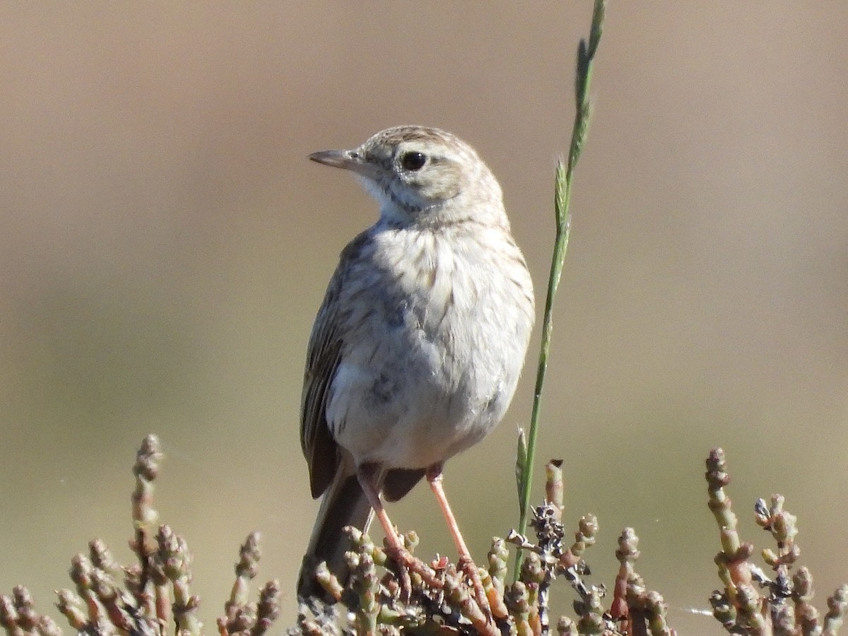 Australian Pipit - ML644497759