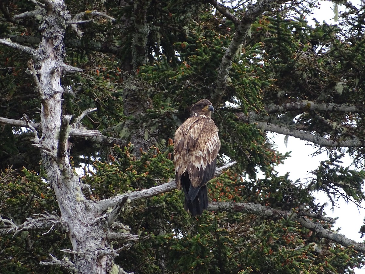 Pygargue à tête blanche - ML644497761
