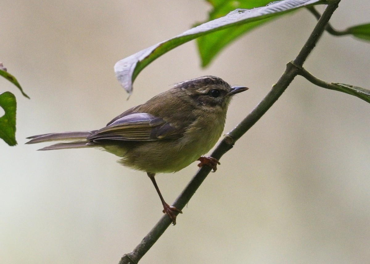 Three-striped Warbler - ML644497768