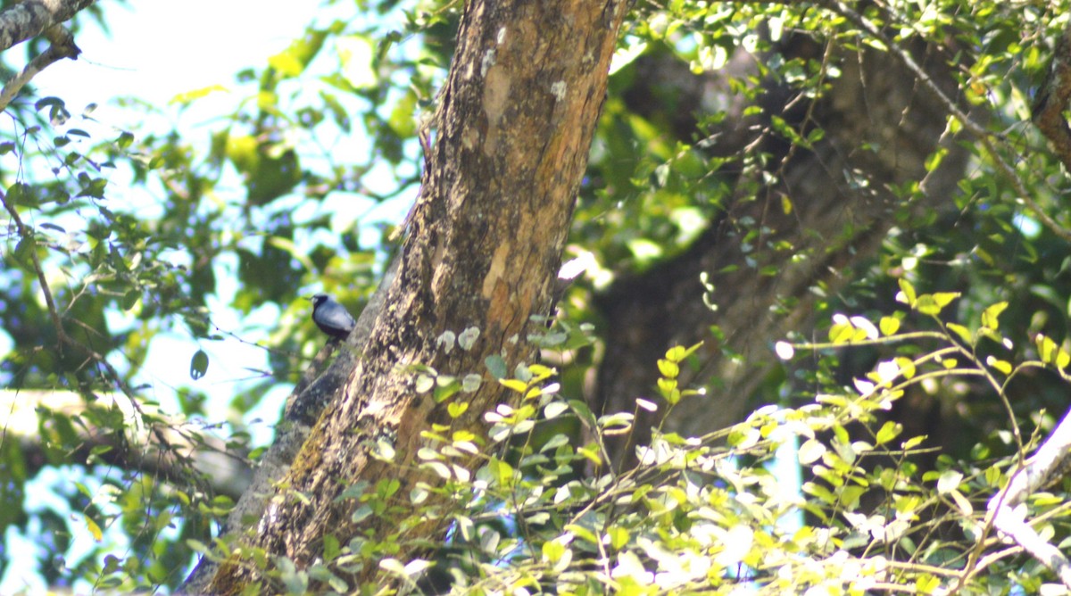 Indian Nuthatch - ML644497772