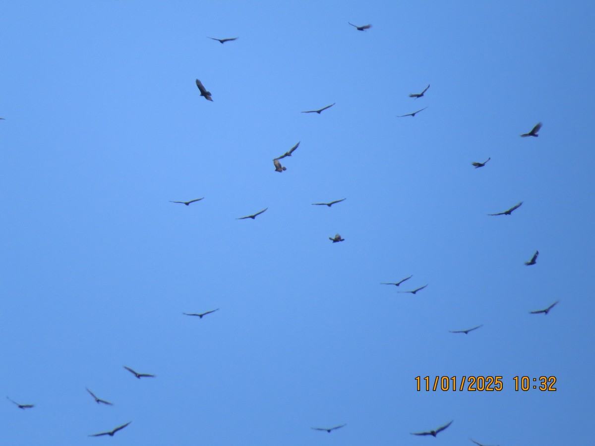 ヒメコンドル - ML644497773