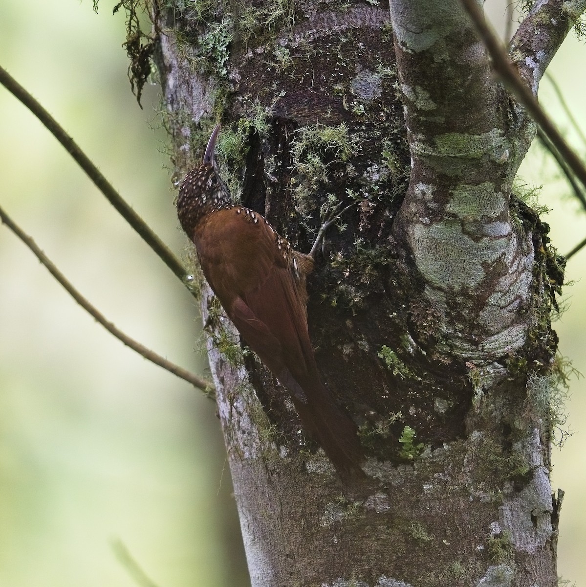 Дереволаз гірський - ML644497775