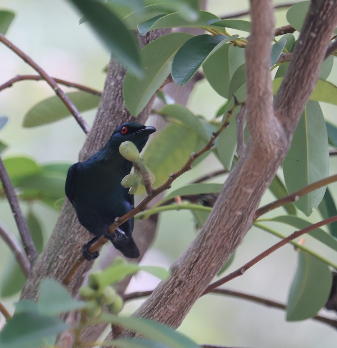 Malay Sığırcığı - ML644497777