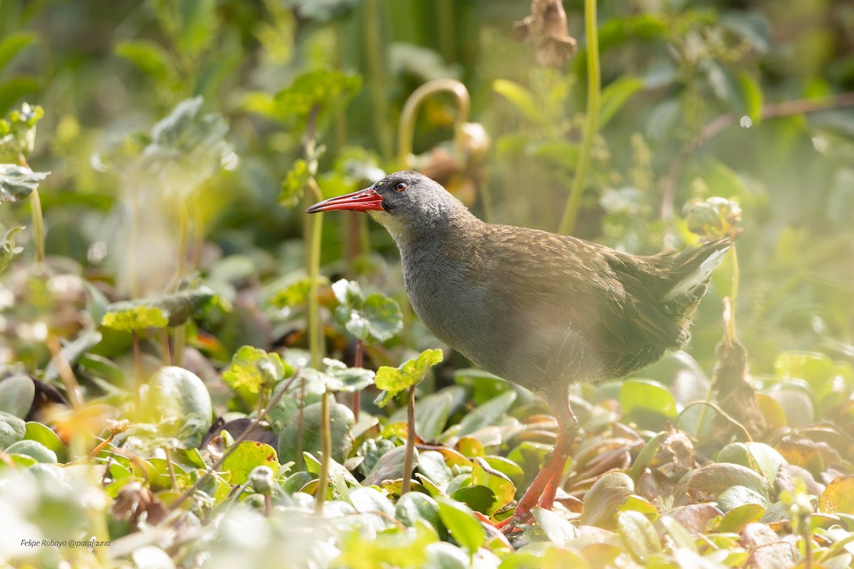 Bogota Rail - ML644497785