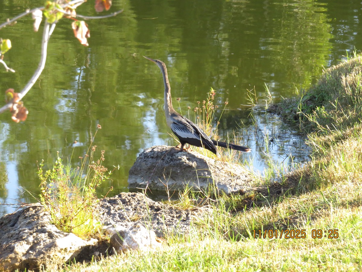 Anhinga - ML644497795