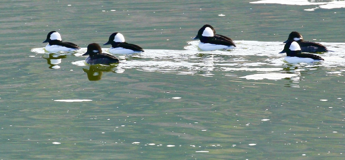 Bufflehead - ML644497796