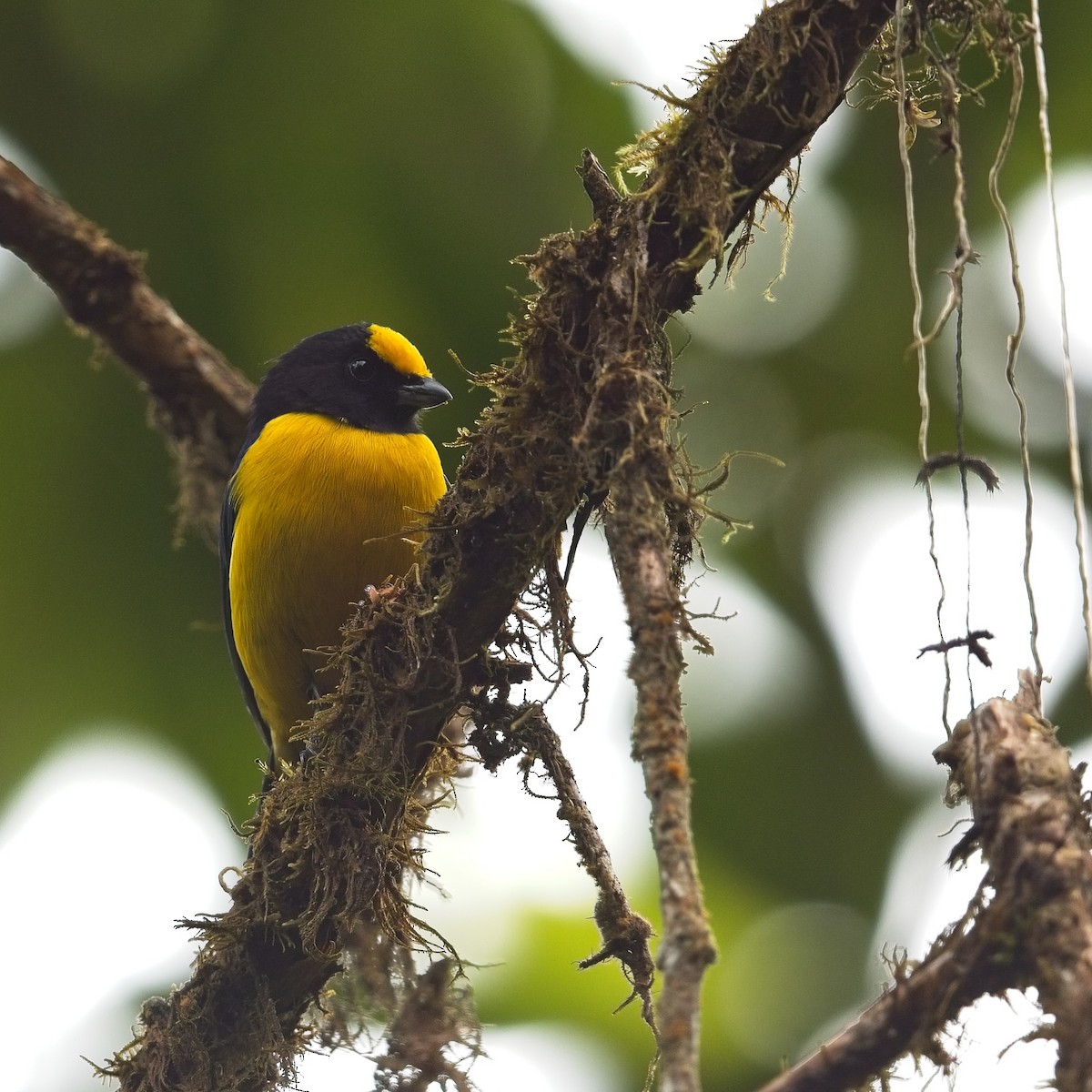 Orange-bellied Euphonia - ML644497802
