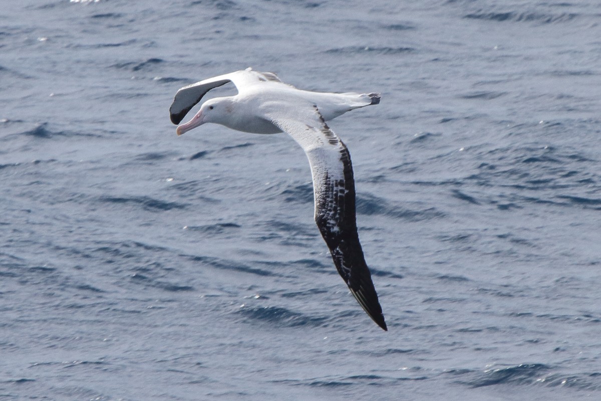 Albatros hurleur - ML644497805