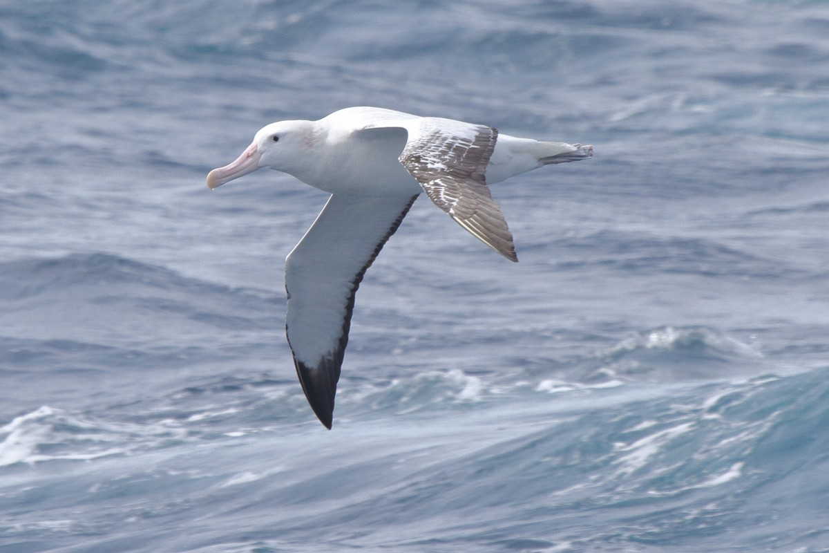 Albatros hurleur - ML644497807