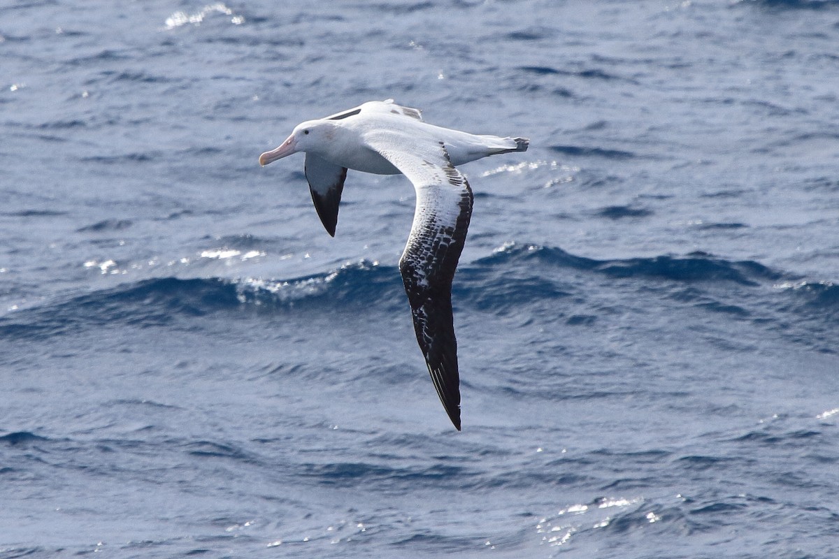 Albatros hurleur - ML644497808