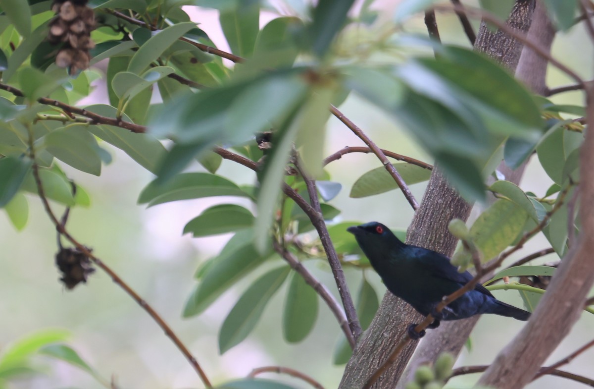 Malay Sığırcığı - ML644497809