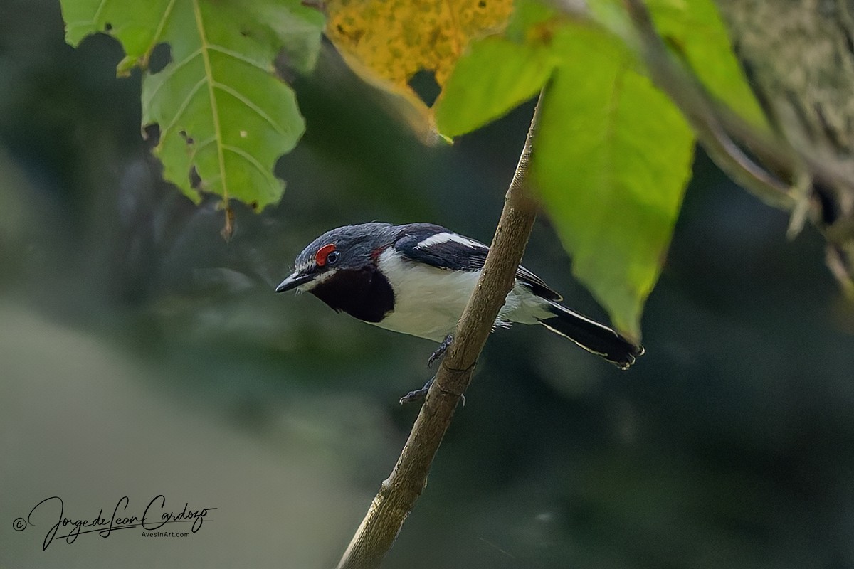 メガネヒタキ - ML644497810