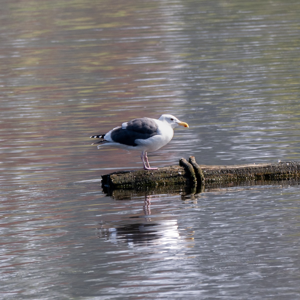 Western Gull - ML644497811