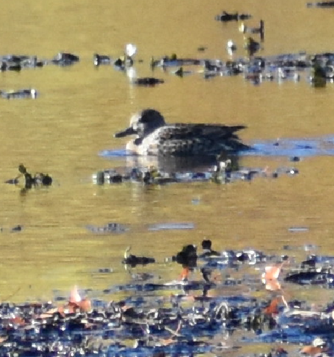 Lesser Scaup - ML644497812