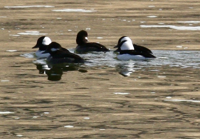 Bufflehead - ML644497815