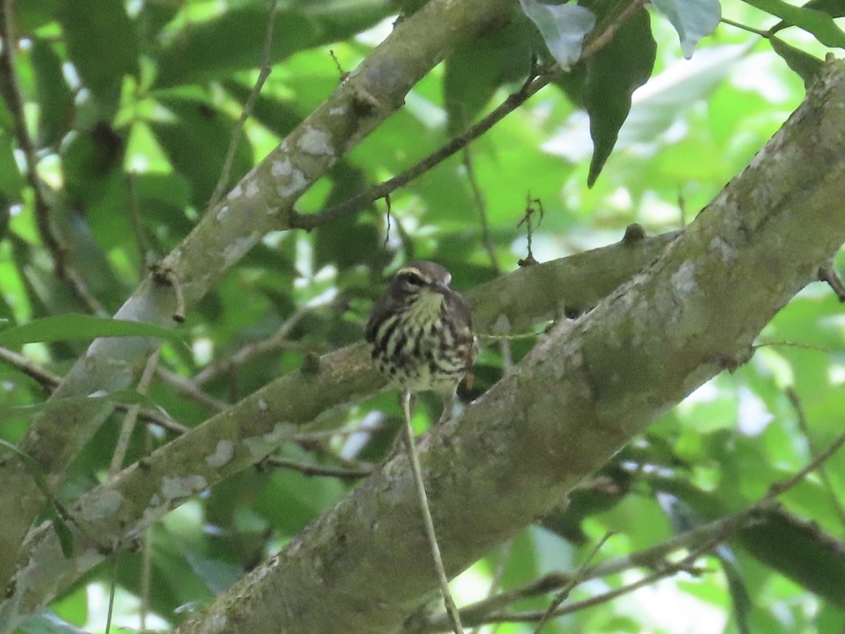 Northern Waterthrush - ML644497816