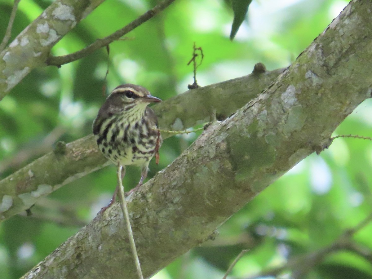 Northern Waterthrush - ML644497817