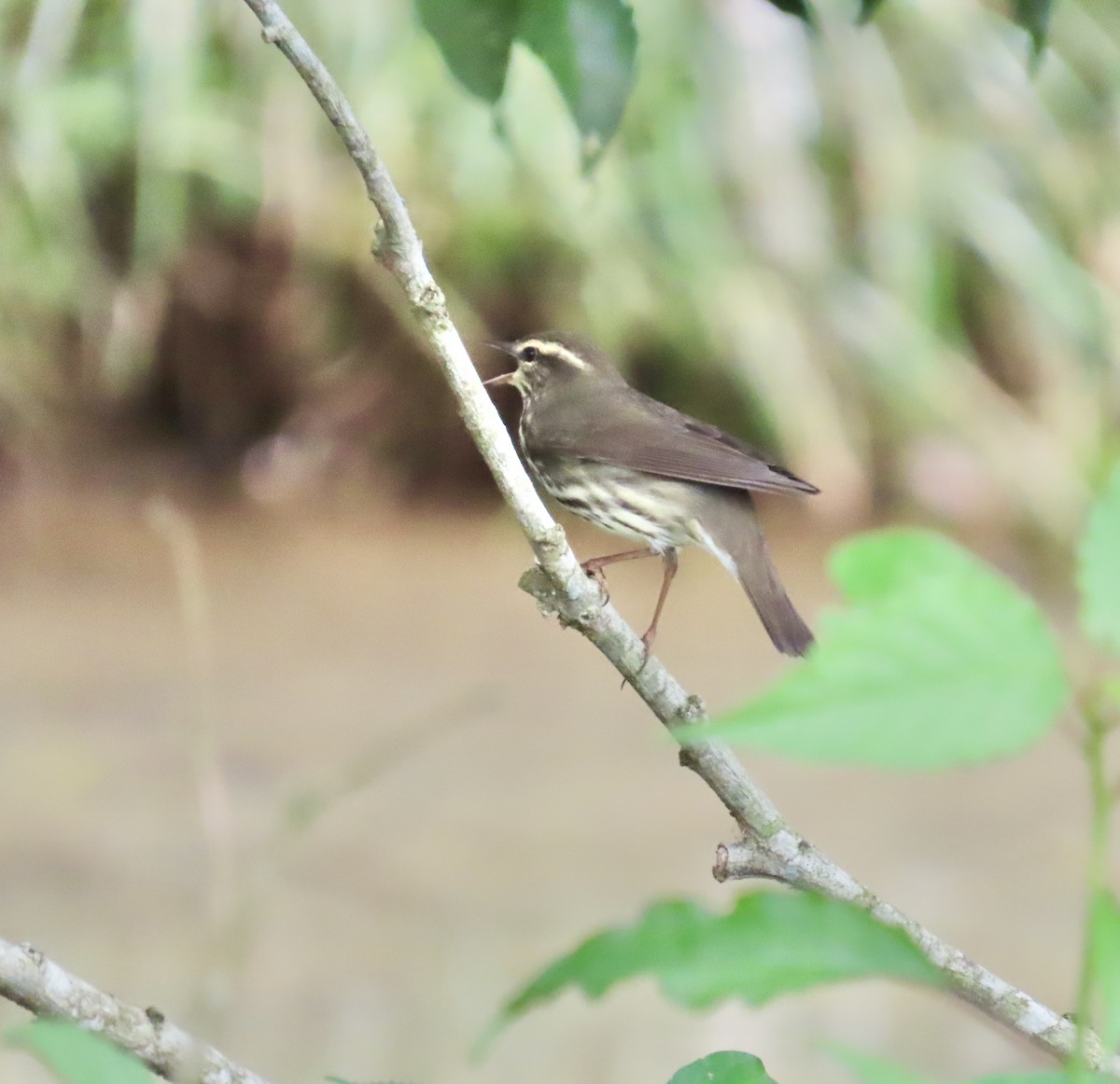 Northern Waterthrush - ML644497818