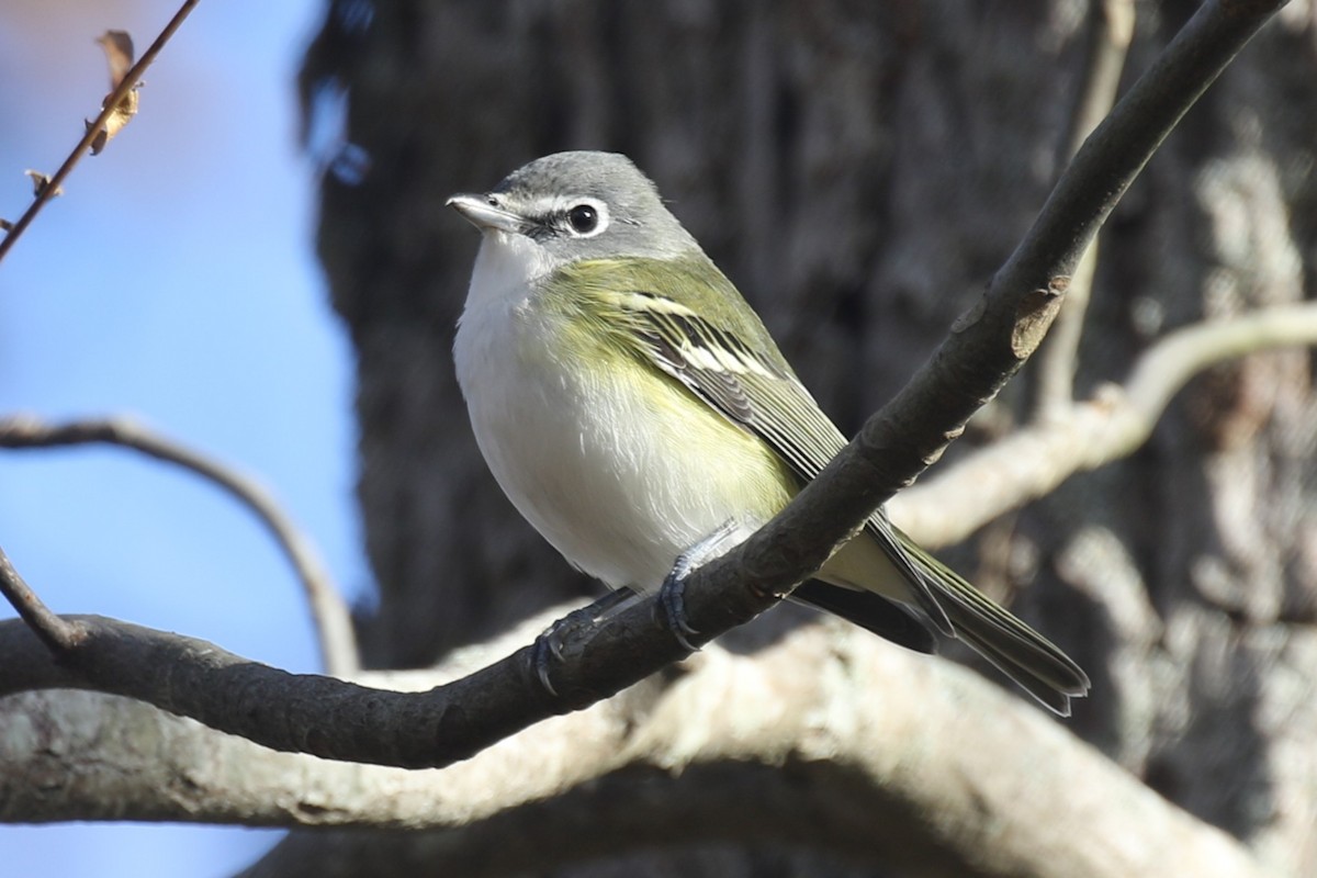 Blue-headed Vireo - ML644497819
