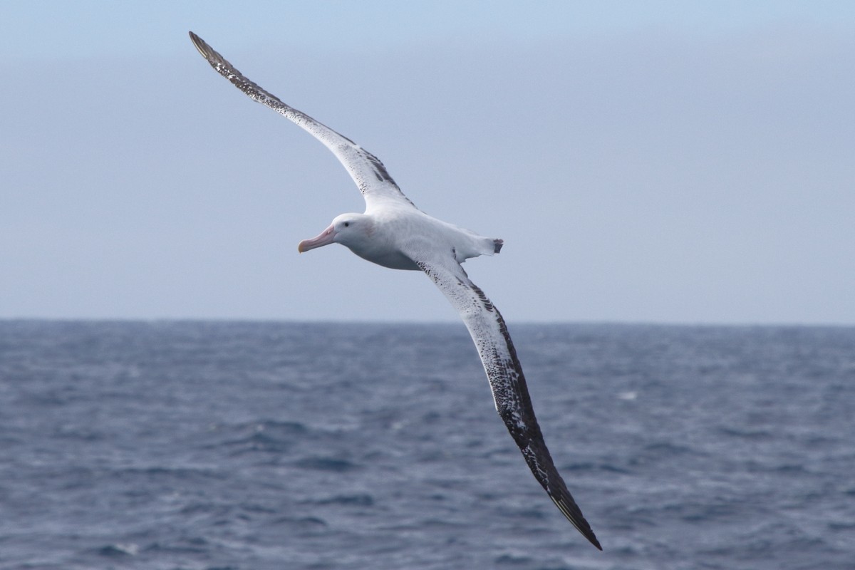 Albatros hurleur - ML644497824