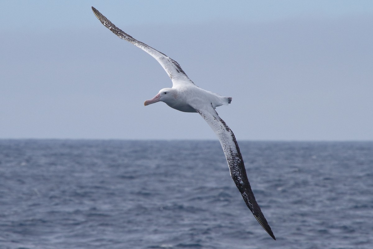 Albatros hurleur - ML644497825