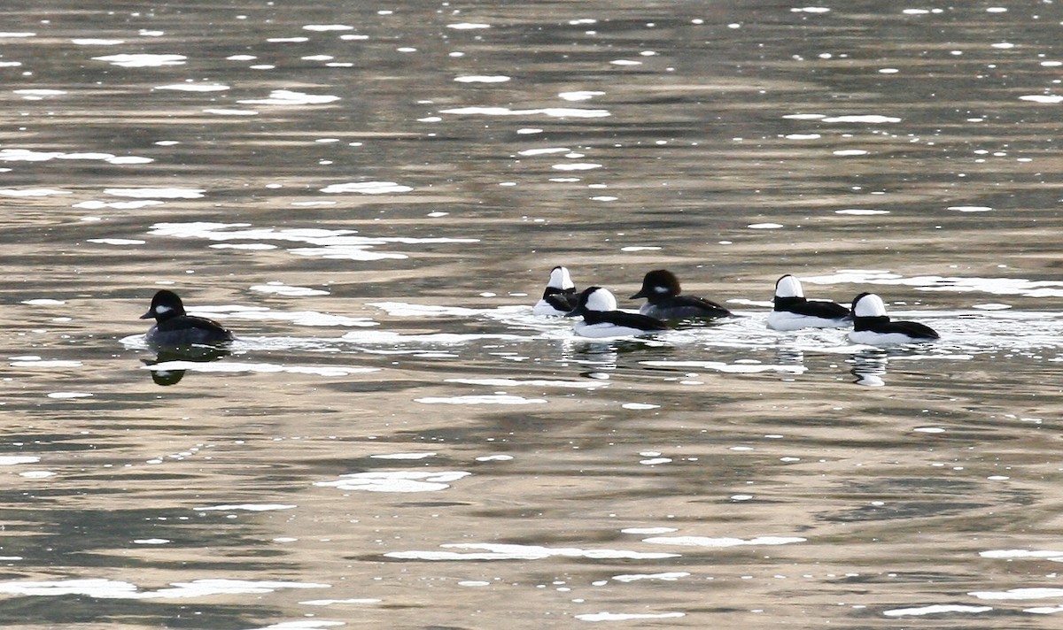 Bufflehead - ML644497826