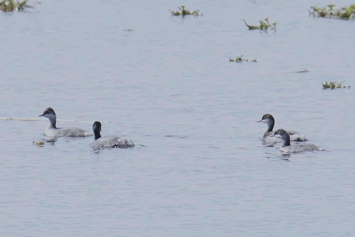 Eared Grebe - ML644497829